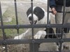 STORIE DI CANI - ARC 2
